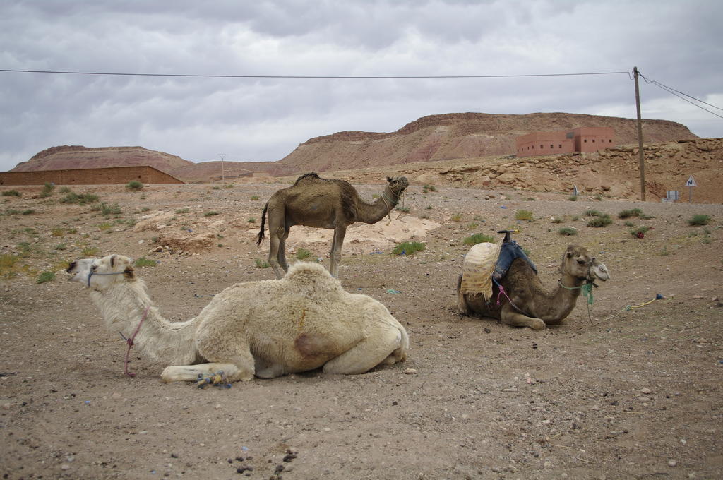 Kasbah La Cigogne Bed and Breakfast Ait Benhaddou Buitenkant foto